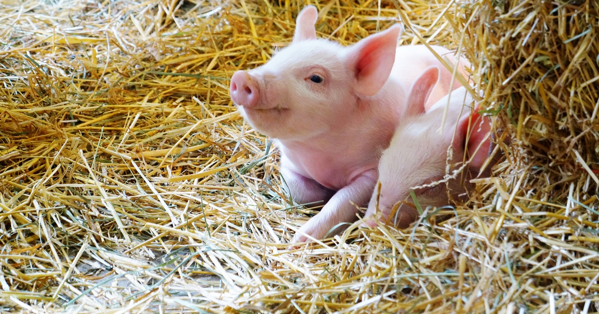 When cold winter winds blow, keeping pigs warm is important