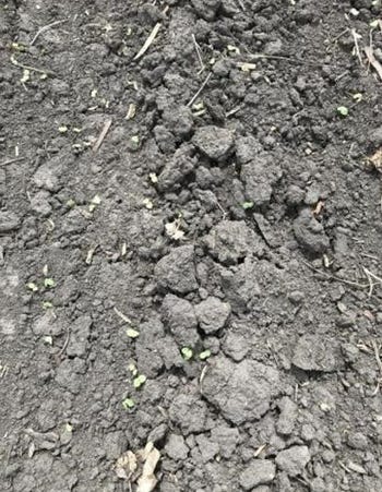 Velvetleaf seedlings up and growing in a crop field in central Iowa on May 7
