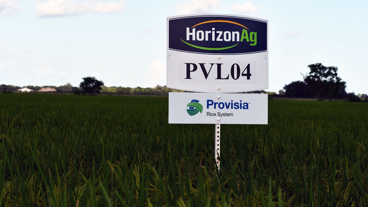 Test plot of a field of rice, with a Provisia PVL04 sign in the field indicating the Horizon Ag variety of rice. Test plot of a field of rice, with a Provisia PVL04 sign in the field indicating the Horizon Ag variety of rice.