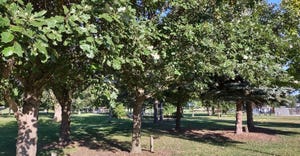 group of swamp white oak and bur oak trees