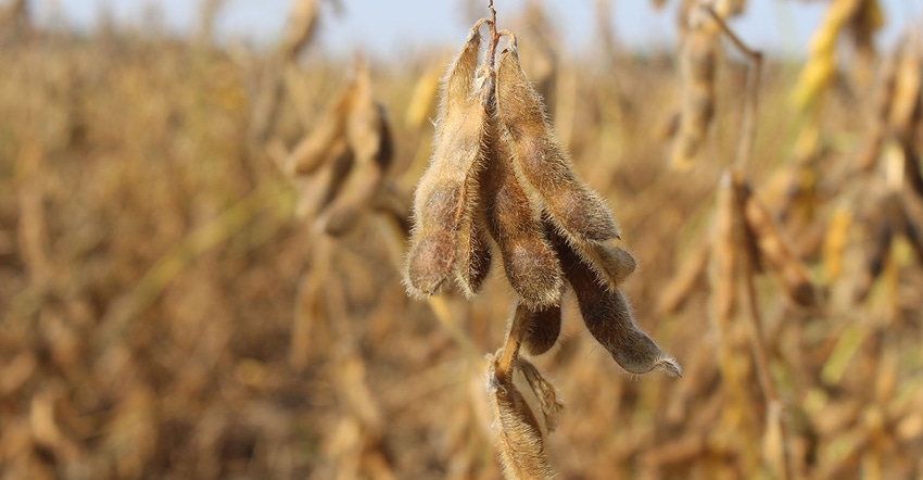 Ripe soybeans