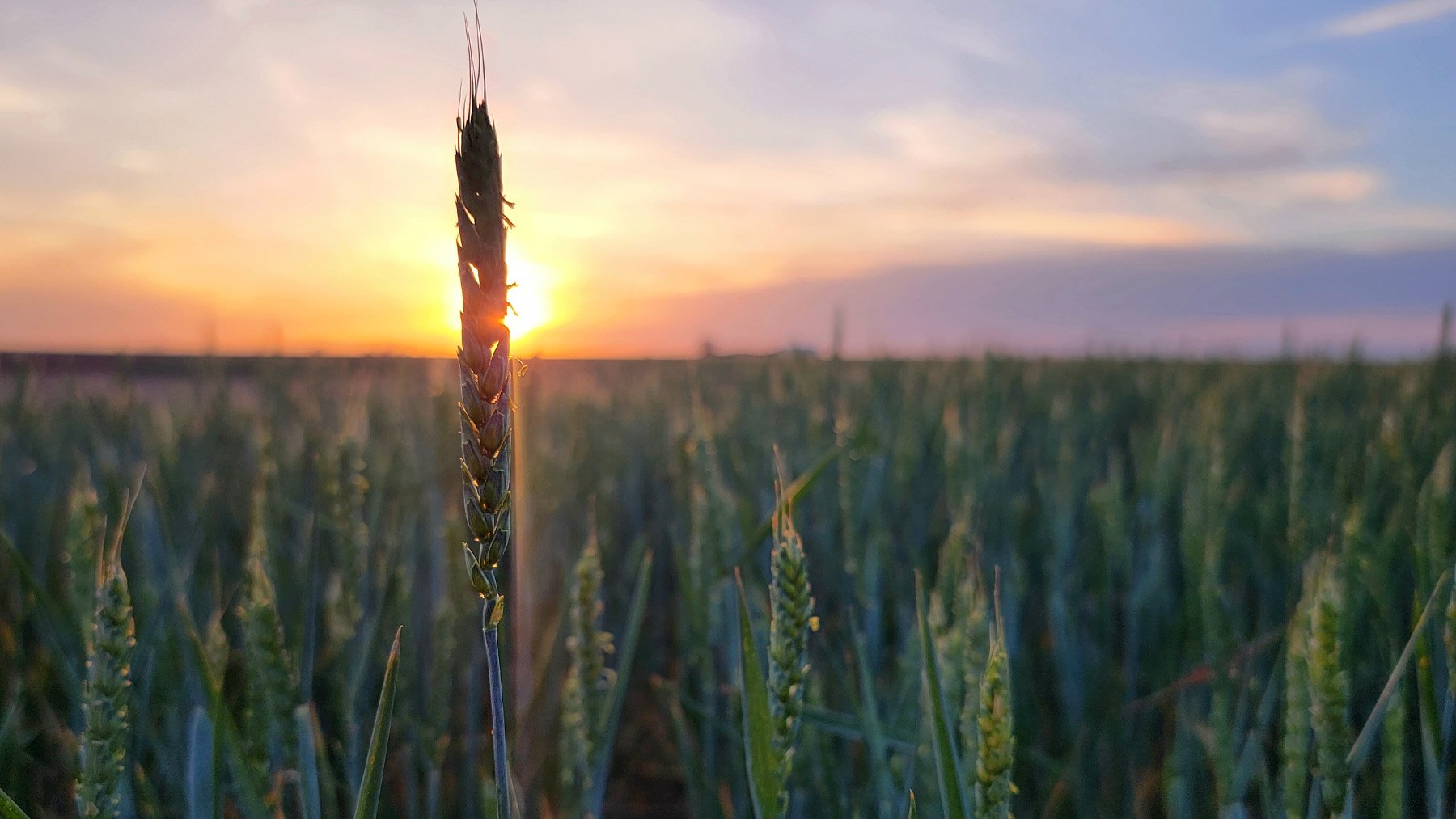 Texas A&M breeding program releases new wheat, triticale varieties - Vimarsana News