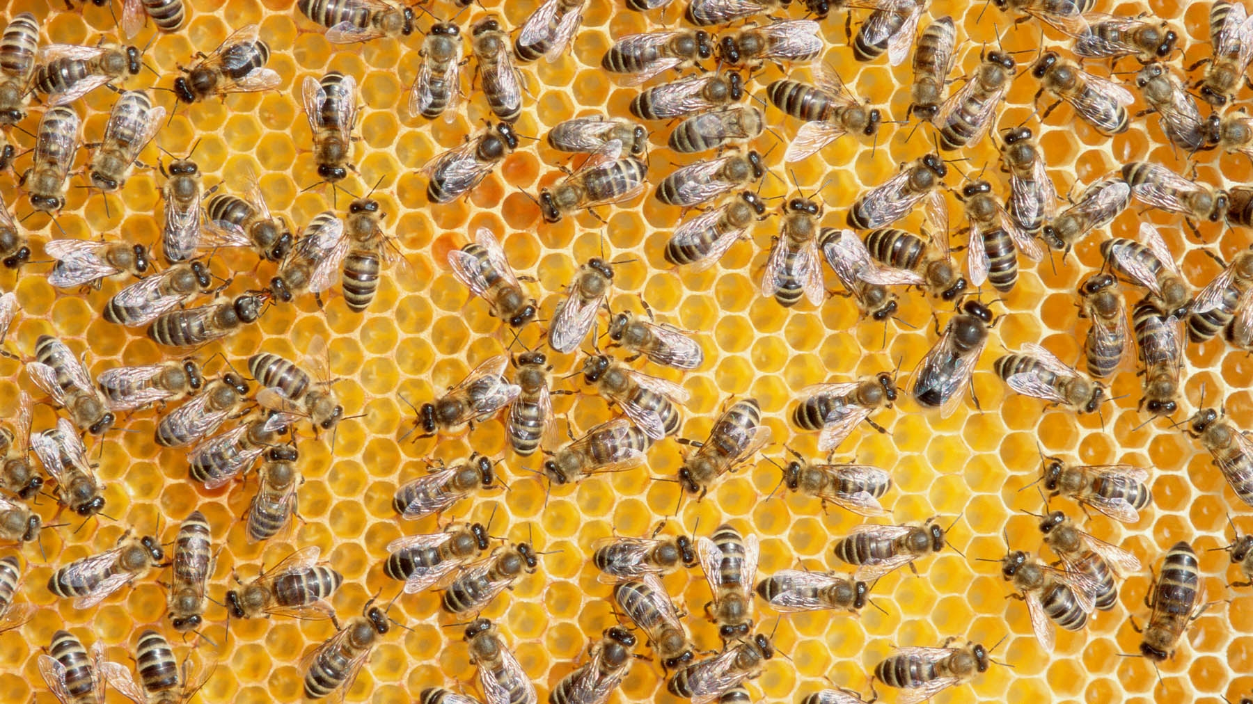 Research boosts honey bee protection