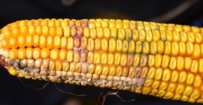 ear of corn showing 3 types of rot