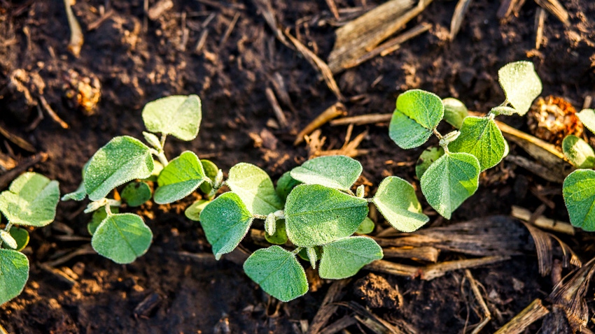 Maximize your soybean yield potential in 2023 Maximize your soybean yield potential in 2023