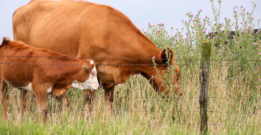 A calf and its mom grazing near a fence