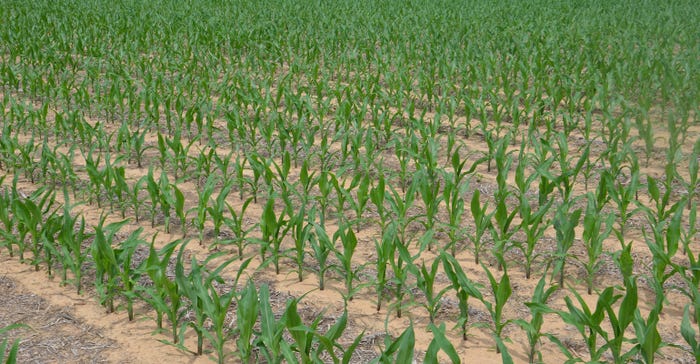 cornfield in V5 stage