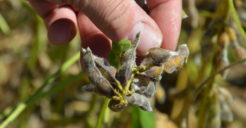 damaged soybean pods