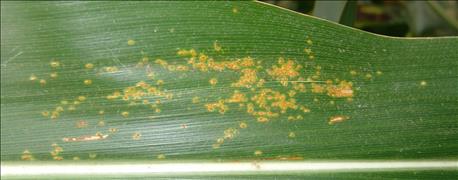 corn_disease_update_southern_rust_confirmed_nebraska_1_635734106124700365.jpg