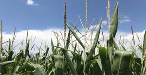 1-05-21 willie-vogt-corn-2018-SIZED.jpg