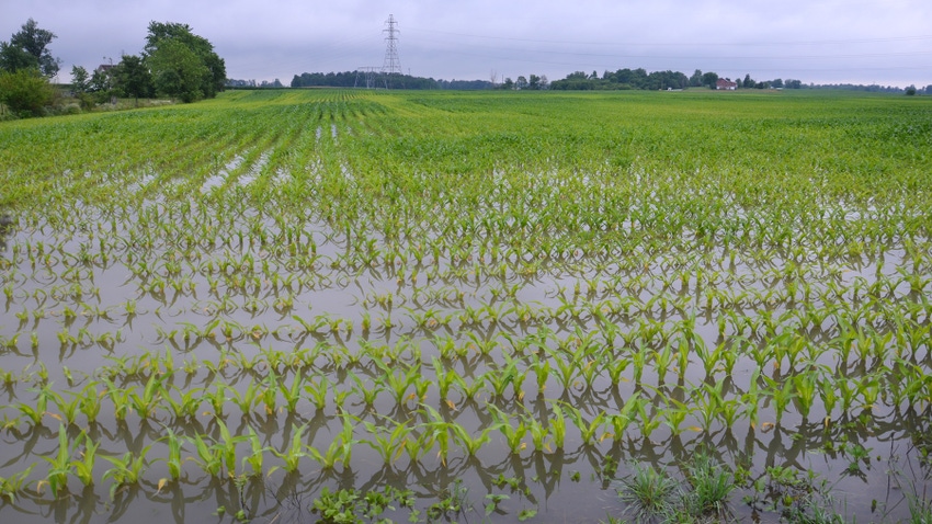  flooded cornfield