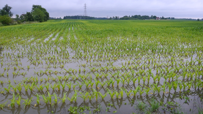 flooded cornfield flooded cornfield