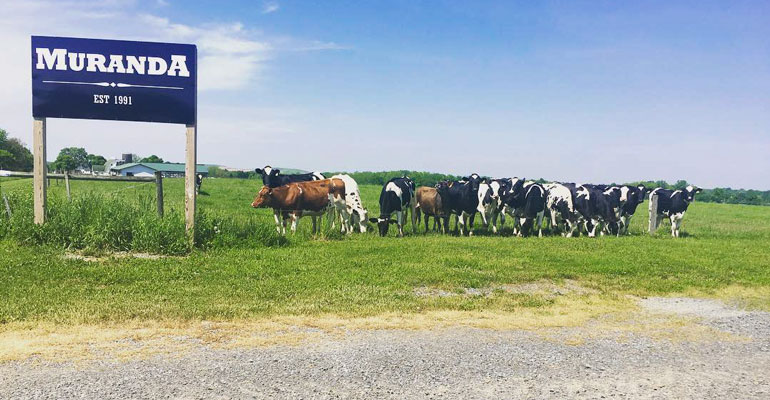 Cows graze in a pasture beside signage for the Muranda dairy, established in 1991