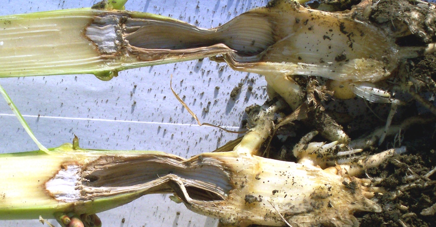 Pythium stalk rot in corn