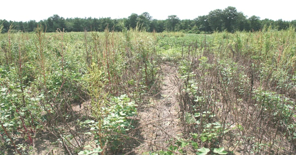 Brake herbicide for cotton — the Georgia story