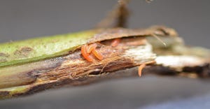 soybean gall midge larvae closeup