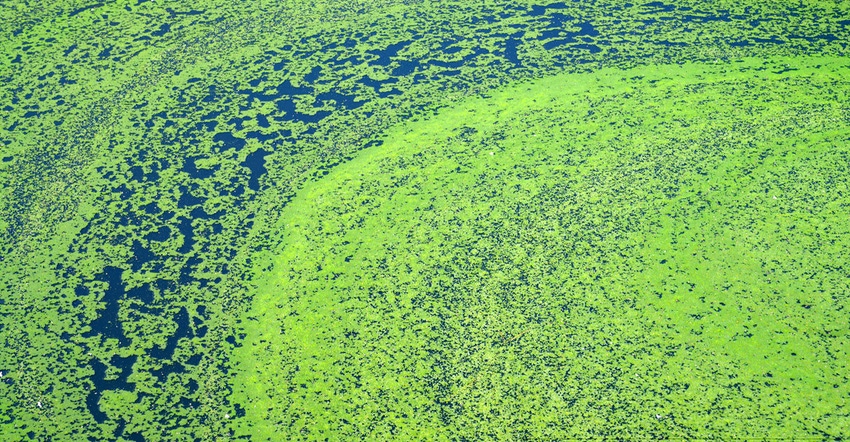 Algae, polluted water, film of algae on surface of the water preventing the formation of oxygen and causing death to aquatic 