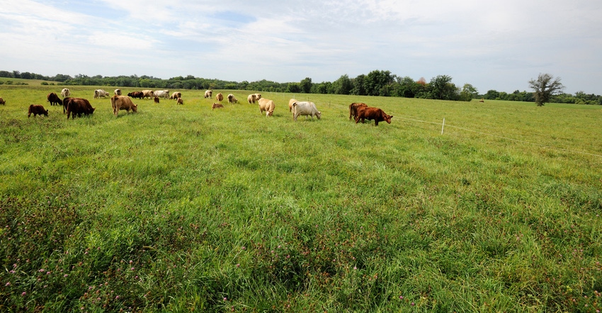 Cattle grazing in field