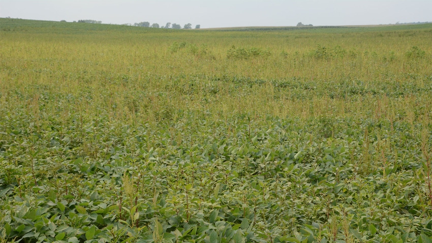 A field filled with waterhemp weeds
