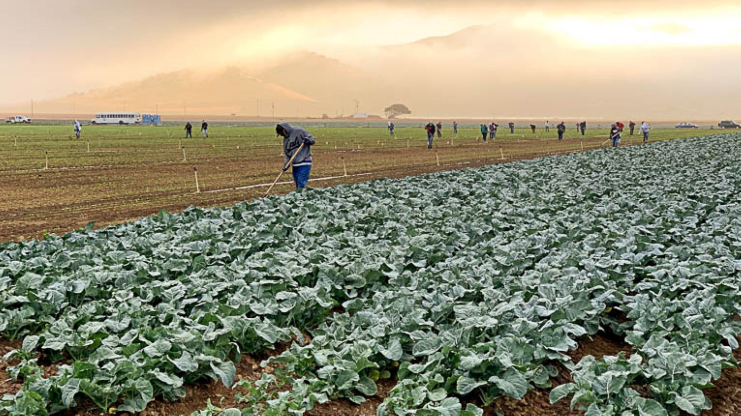 Get tips on managing nitrogen in organic annual crops