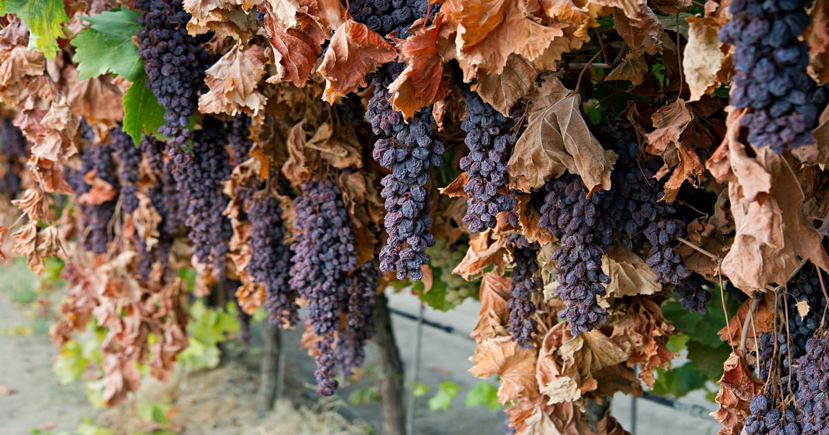 Smaller Thompson Seedless raisin grape crop headed for customary start