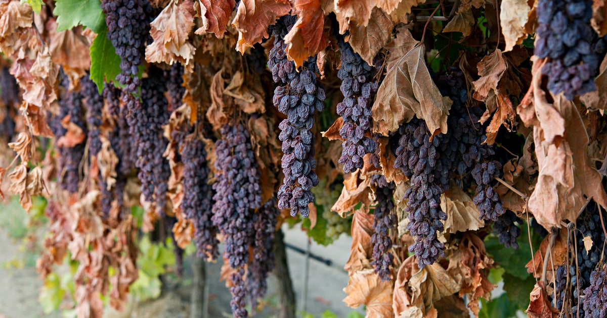 Grape Raisels Smaller Thompson Seedless raisin grape crop headed for customary start
