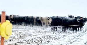 swfp-shelley-huguley-snow-livestock-21.jpg
