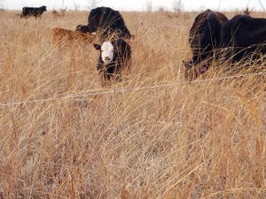Calves and cows in tall, stockpiled grass