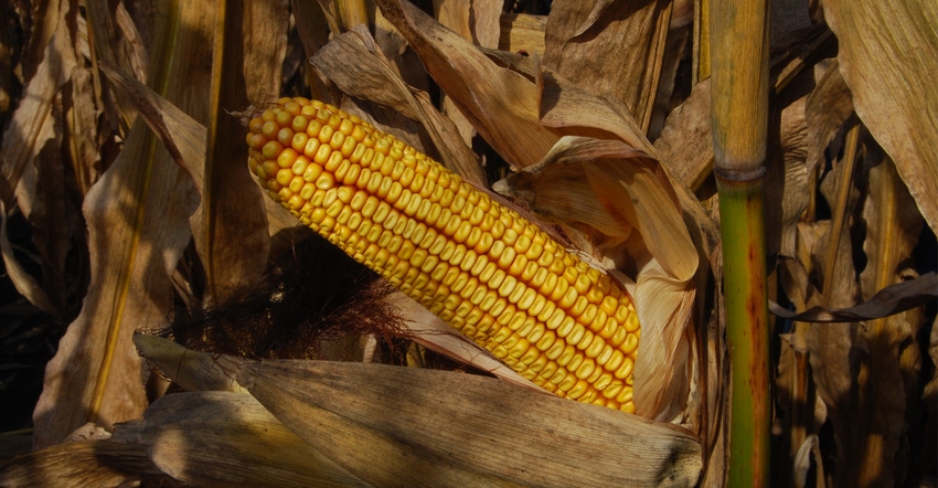 closeup of corn on stalk