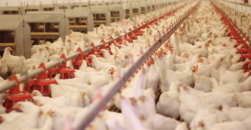 commercial poultry farm