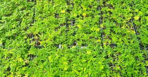 Trays of young hemp plants fill greenhouse tables