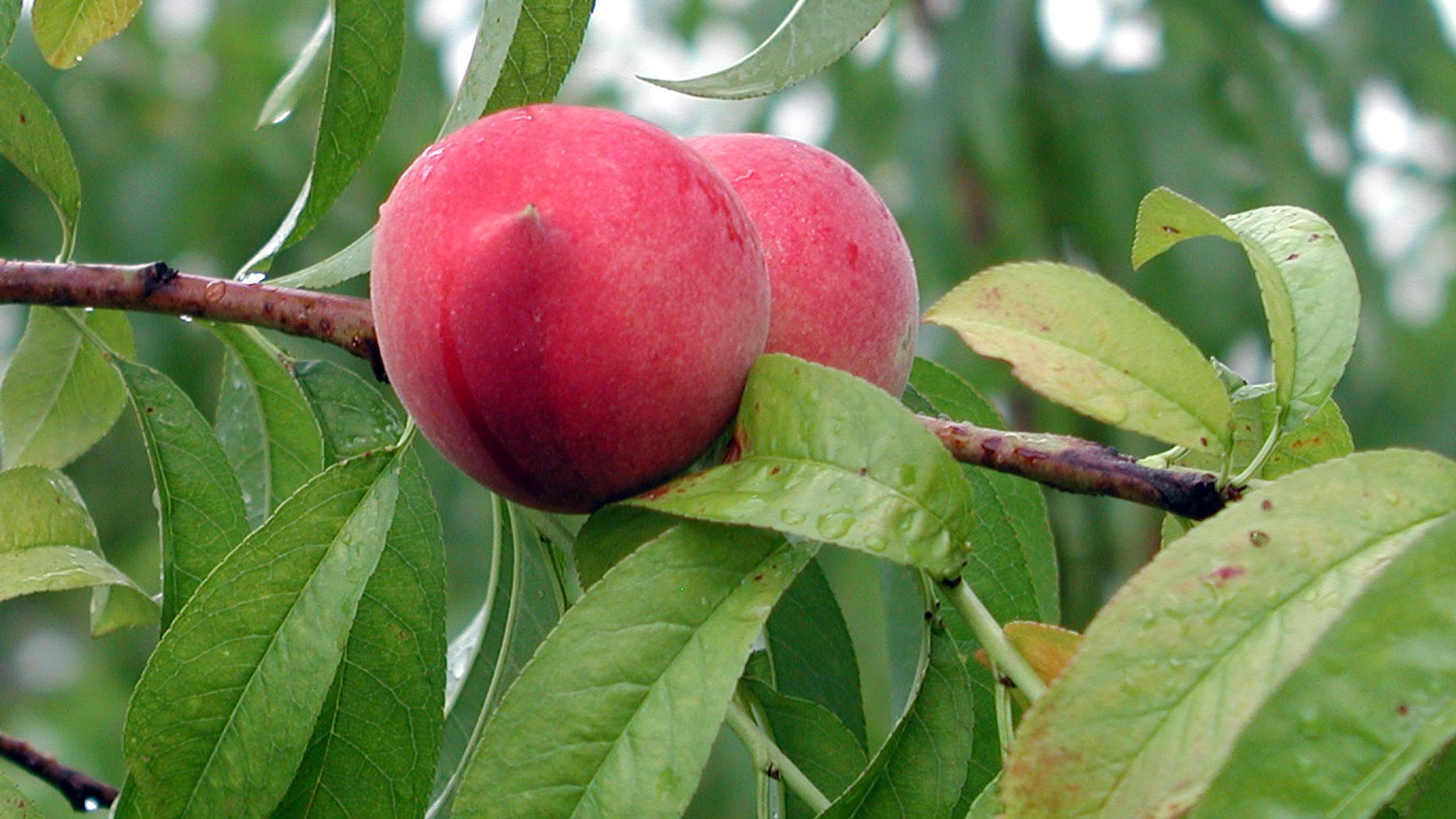 Southeast peaches return to Mexico after three decades