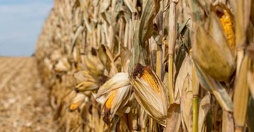 Mature corn field in the fall partially harvested