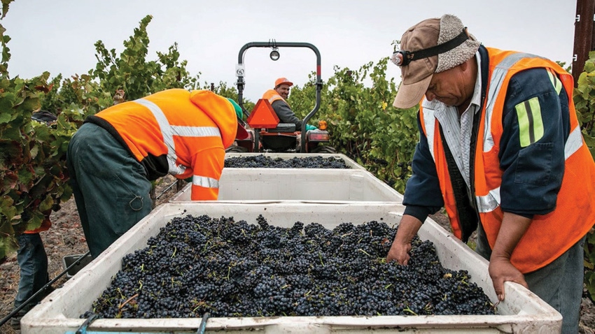 Workers harvesting wine grapes.