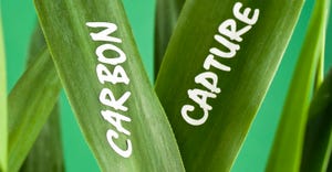 Concept image showing the words CARBON CAPTURE on a green leaves (which in fact capture carbon dioxide). 