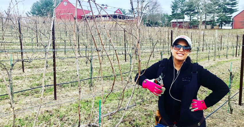 Shelby Watson-Hampton pruning vines in vinveyard
