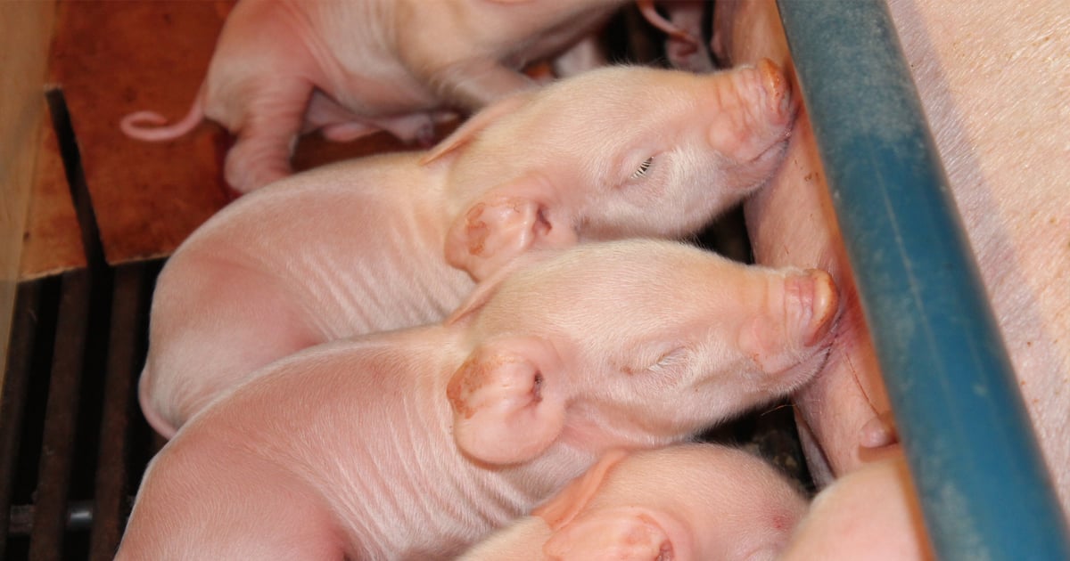 U.S. hog inventory falls slightly as efficiency continues to rise