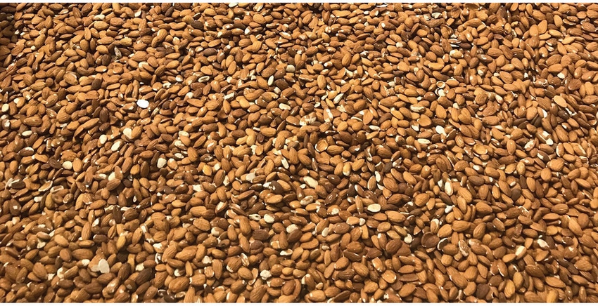 TNFP0804-hearden-almond-innovation.jpg TNFP0804-hearden-almond-innovation.jpg