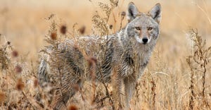Coyote in field