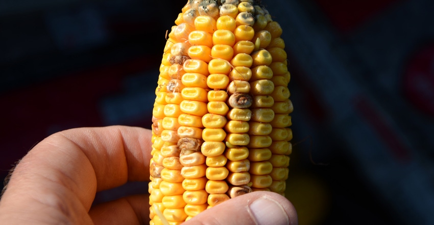 hand holding short ear of corn with signs of mold and sprouting