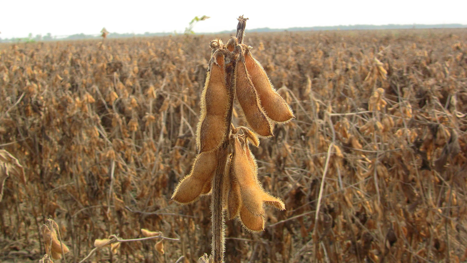 South Carolina farmers get many new crop varieties