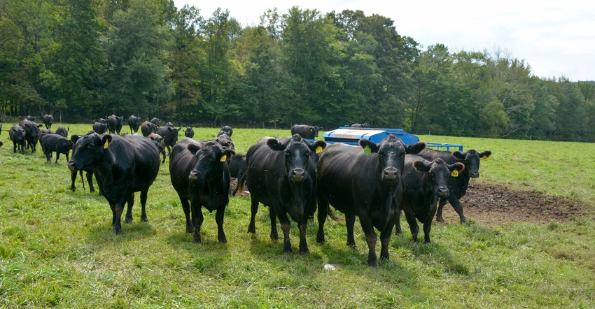 A group of angus graze in a pasture