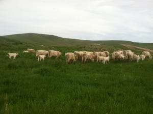 Heifers graizng on green pasture