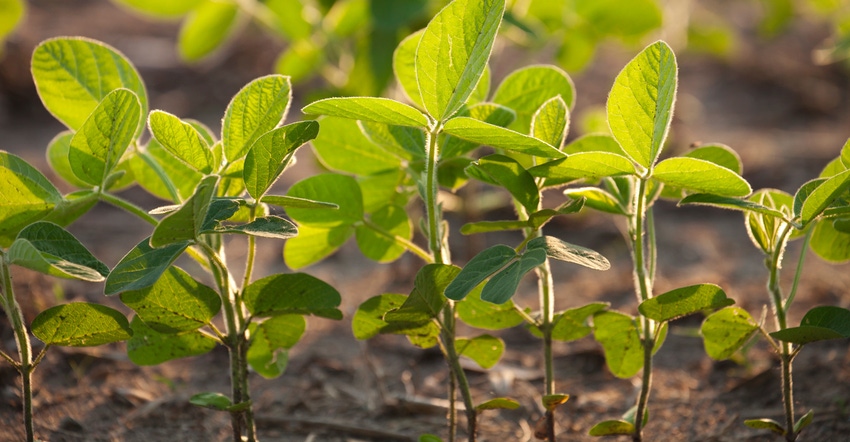 Low-angle view of young soybean plants
