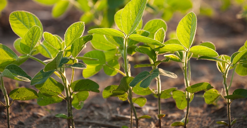 Low-angle view of young soybean plants Low-angle view of young soybean plants