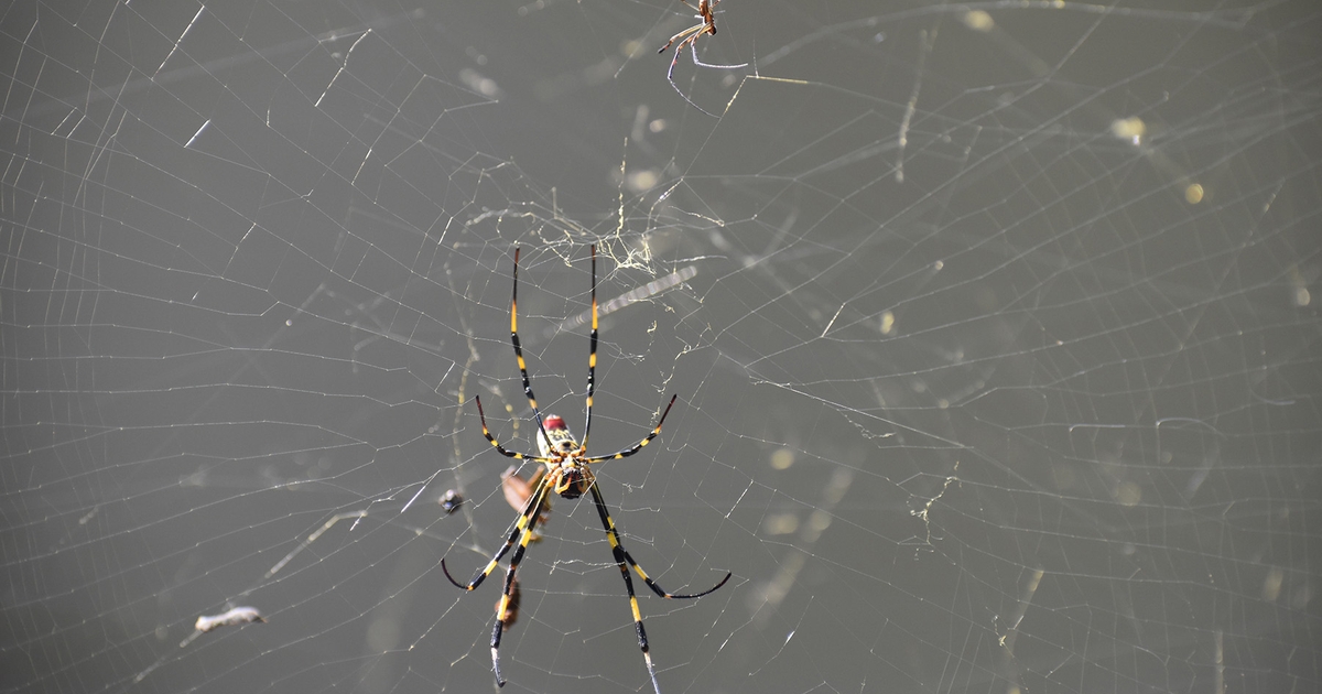 Joro Spiders: All about the spider species that is spreading