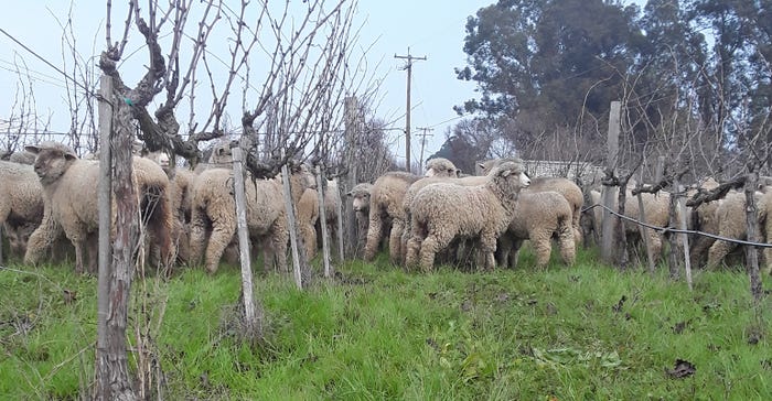 sheep grazing on vineyard