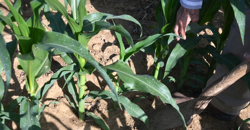 cornstalks cornstalks