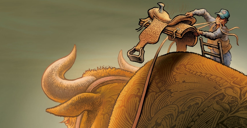 Illustration of farmer putting saddle on large bull