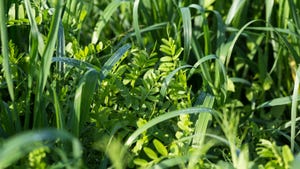 Vetch and oats as cover crops.